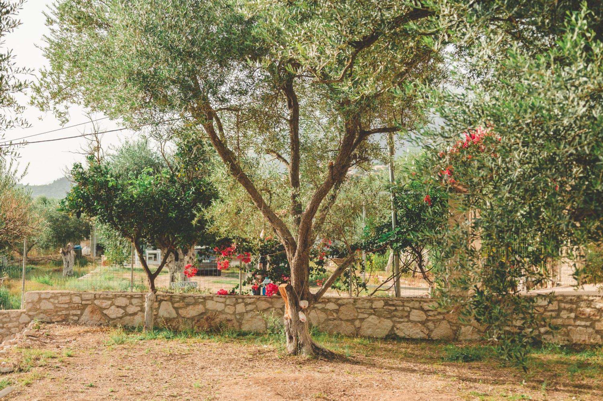 Olive Camping Himare Buitenkant foto