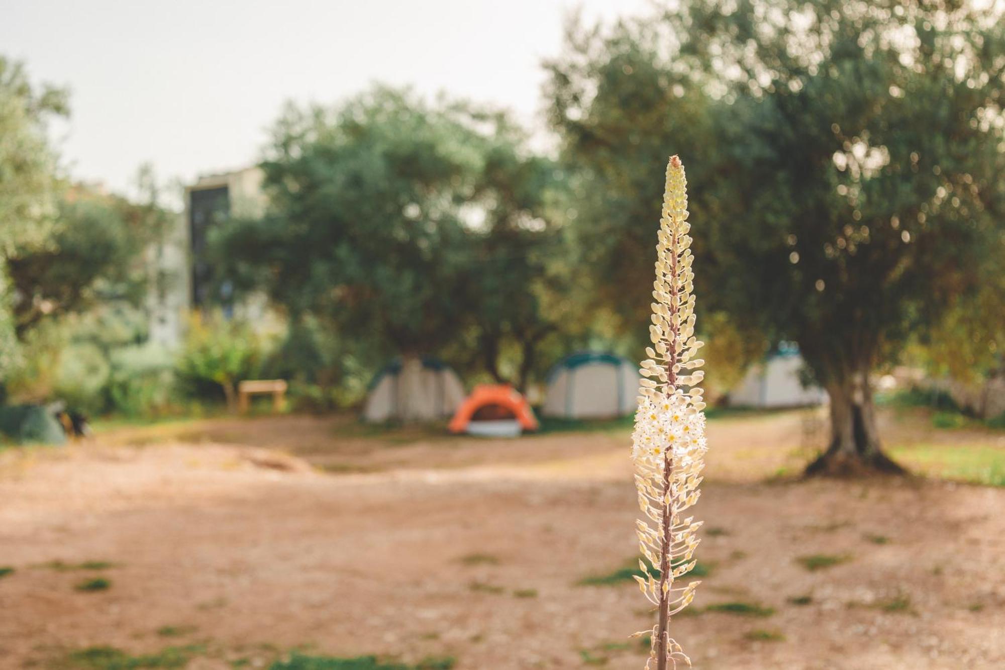 Olive Camping Hotel Himare Buitenkant foto